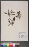Cheilanthes tenuifolia (Burm.) Sw. H̿
