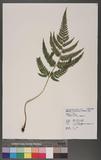 Dryopteris varia (L.) Ktze. n