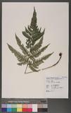 Dryopteris varia (L.) Ktze. n