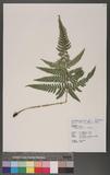 Dryopteris varia (L.) Ktze. n