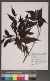 Viburnum integrifolium Hayata ɤsg