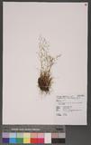 Agrostis clavata Trin. subsp. matsumurae (Hack. ex Honda) Tateoka ѿo