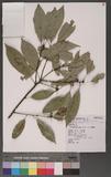 Cyclobalanopsis glauca (Thunb.) Oerst. CR