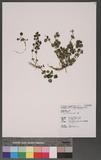 Lysimachia japonica Thunb. pX