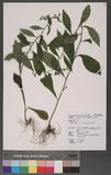 Rhynchospermum verticillatum Reinw. 