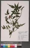 Rubus rosifolius J. E. Smith У