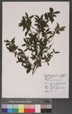 Eurya crenatifolia (Yamamoto) Kobuski a