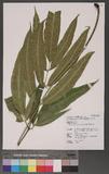 Coniogramme japonica (Thunb.) Diels 饻X