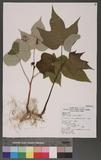 Aleurites montana (Lour.) E. H. Wilson sFo