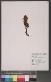 Orobanche caerulescens Stephan ex Willd. C