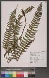 Polystichum acutidens Christ OFտ