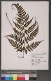 Athyrium erythropodum Hayata `\