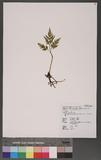 Botrychium lanuginosum (Wall.) Hook. & Grev. sm