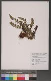 Polystichum acanthophyllum (Franch.) Christ