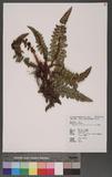 Polystichum acanthophyllum (Franch.) Christ