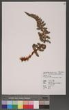 Polystichum acanthophyllum (Franch.) Christ