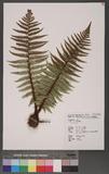 Dryopteris sp.