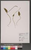 Ophioglossum austro-asiaticum Nishida s~p
