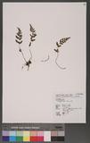 Cystopteris fragilis (L.) Bernh. N