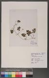 Ellisiophyllum pinnatum (Wall.) Makino 
