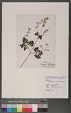 Boenninghausenia albiflora (Hook.) Reichb. ex Meisn. `