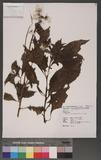 Erechtites hieracifolia (L.) Raf. ex DC. LM