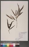 Damnacanthus angustifolius Hayata var. stenophyllus (Koidz.) Masamune L