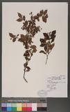 Pourthiaea villosa (Thunb. ex Murray) Decne. var. parvifolia (Pritz.) Iketani & Ohashi p۷