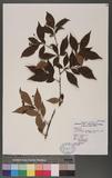Pourthiaea beauverdiana (Schneider) Hatusima var. notabilis (Rehder & Wilson) Hatusima OWѸ