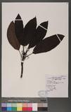 Daphniphyllum himalaense (Benth.) Muell.-Arg. subsp. macropodum (Miq.) Huang ַ
