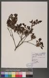 Ilex yunnanensis Fr. var. parvifolia (Hayata) S. Y. Hu pnVC