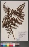 Dryopteris hendersoni (Bedd.) C. Chr. pc