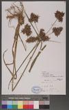 Cyperus pilosus Vahl. b