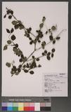 Viburnum parvifolium Hayata pg