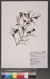 Vaccinium japonicum Miq. var. lasiostemon Hayata 򿶪