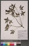 Geranium robertianum L. ~ҳ{