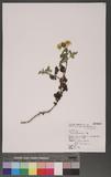 Chrysanthemum indicum L. o
