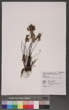 Doryopteris concolor (Langsd. & Fisch.) Kuhn ¤߿