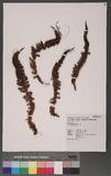 Polystichum ilicifolium (Don) Moore wտ