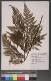 Dennstaedtia scabra (Wall.) Moore J