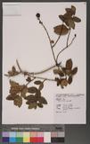 Lonicera japonica Thunb. 金銀花