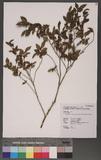 Camellia transarisanensis (Hayata) Cohen-Stuart ps