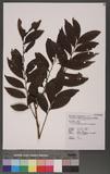 Glochidion acuminatum Muell.-Arg. 裏CYG