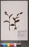 Coeloglossum viride (L.) Hartm. W