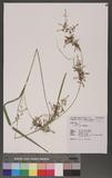Carex filicina Nees ʯ