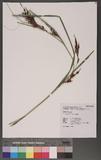 Carex baccans Nees...