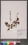 Salvia keitaoensis Hayata Ĺ