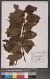 Uncaria lanosa Wall. var. appendiculata (Benth.) Ridsd. forma philippinensis (Elmer) Ridsd K_