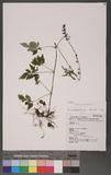 Salvia arisanensis Hayata s
