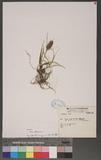 Carex satsumensis Franch. & Sav. o